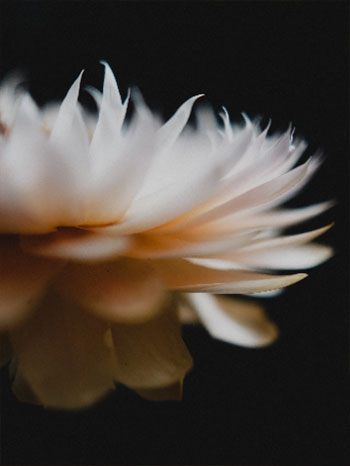 sample photo of a white flower taken using the moment macro lens