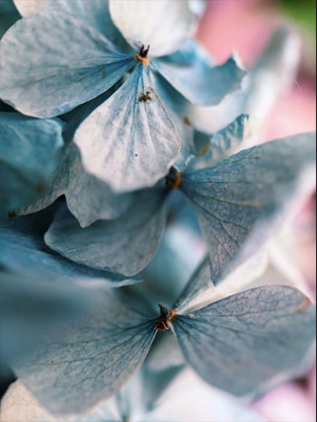 sample photo of a blue flower taken using the moment macro lens
