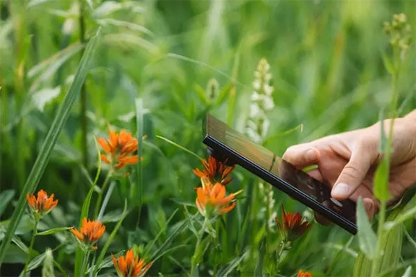 someone taking a photo of a flower using the moment macro mobile lens