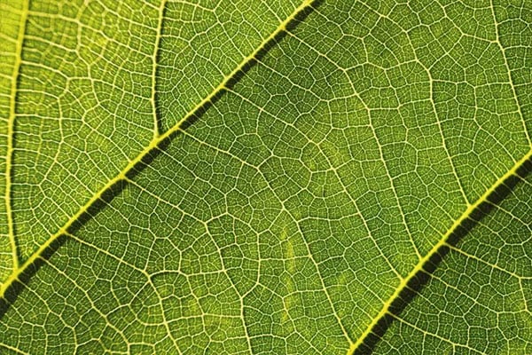 sample image of a leaf taken using the moment macro mobile lens
