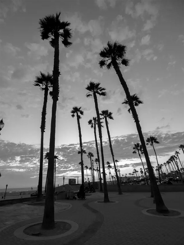 black and white sample photo of palm trees taken using the moment mobile lens
