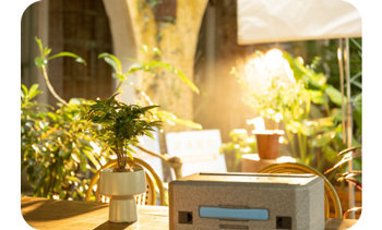 group of house plants illuminated by nanlite fc-60b in modern home