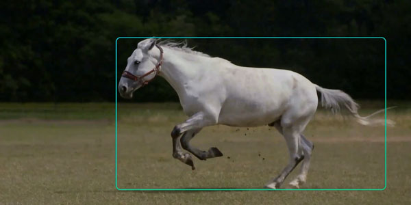 example of the ptz camera tracking a horse