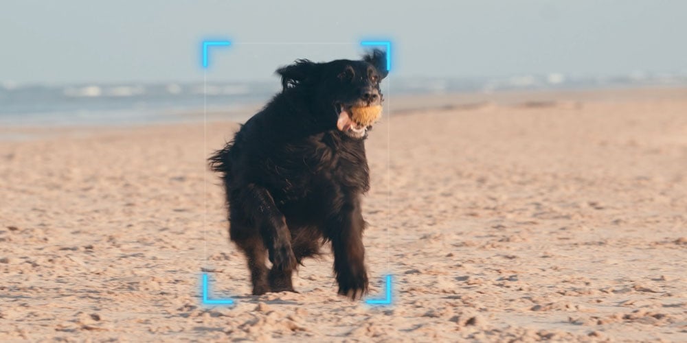 exmple showing how the ptz camera can track a dog thats running on a beach with a ball in its mouth