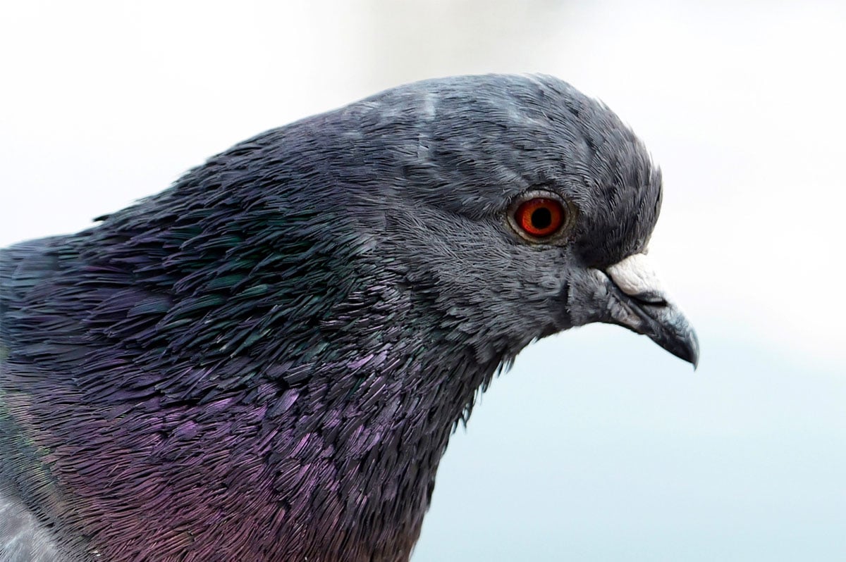 sample close up of a pidgeon