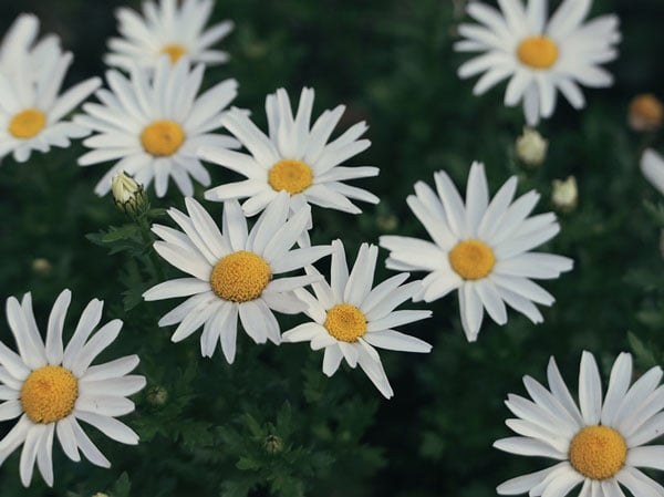 sample image of daisies
