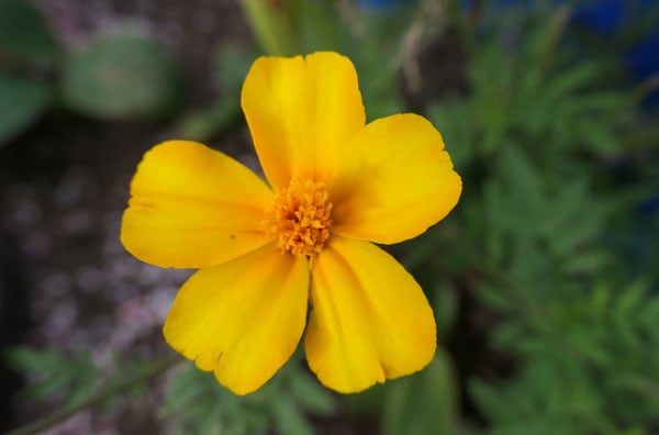 sample photo of a yellow flower taken using the panasonic lumix camera