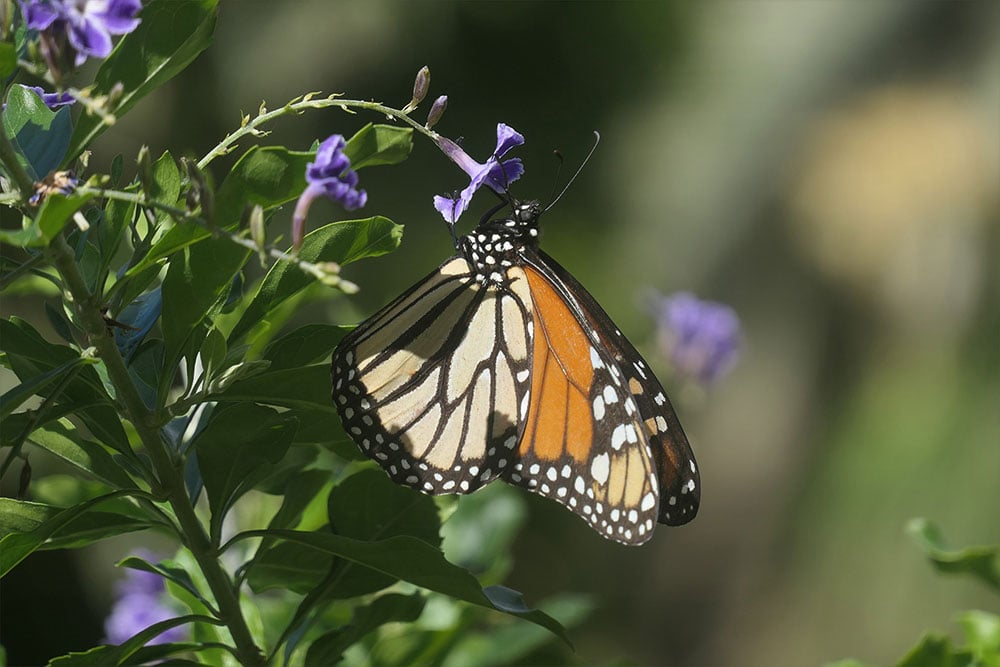 sample image of a butterfly hanging from a flower