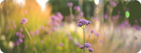 example image of flowers using focusing breathing techniques and the sirui lens