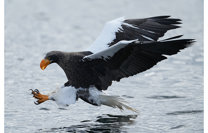Sony Alpha 1 Mirrorless Camera Sample Image of brown and white sea eagle swooping for its prey closely above the water