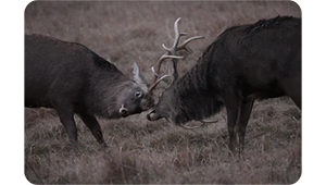 sony a1 sample image of two brown deer buck fighting head to head