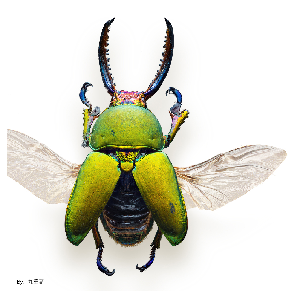 sample image of a beetle taken with the ttartisan macro lens