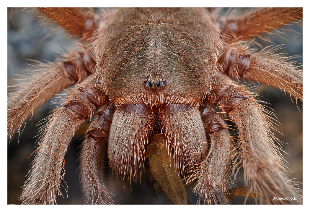 sample image of a spider taken with ttartisan macro lens