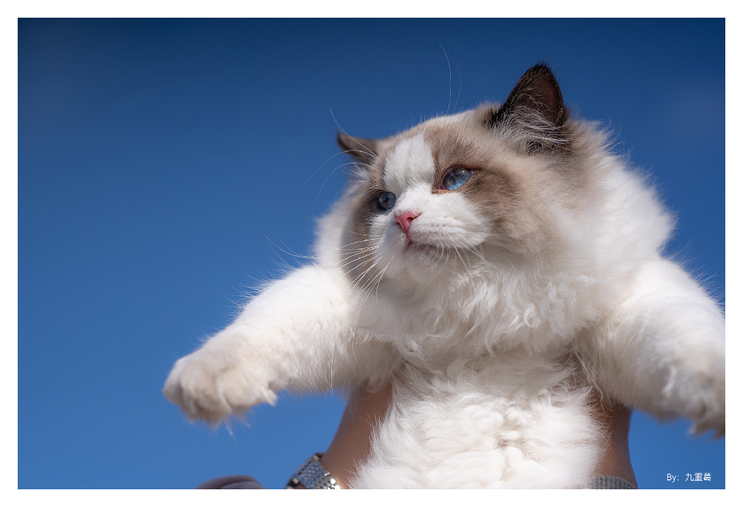 sample image of someone holding a white cat in the air using the ttartisan macro lens