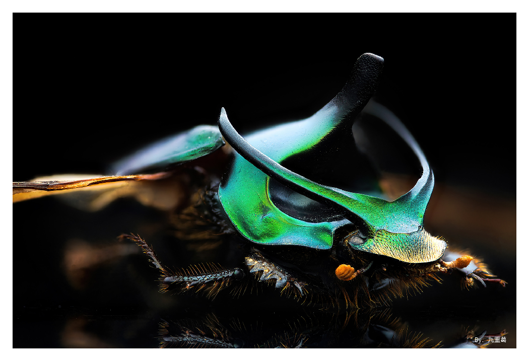 sample image of a black and green beetle taken with the ttartisan macro lens