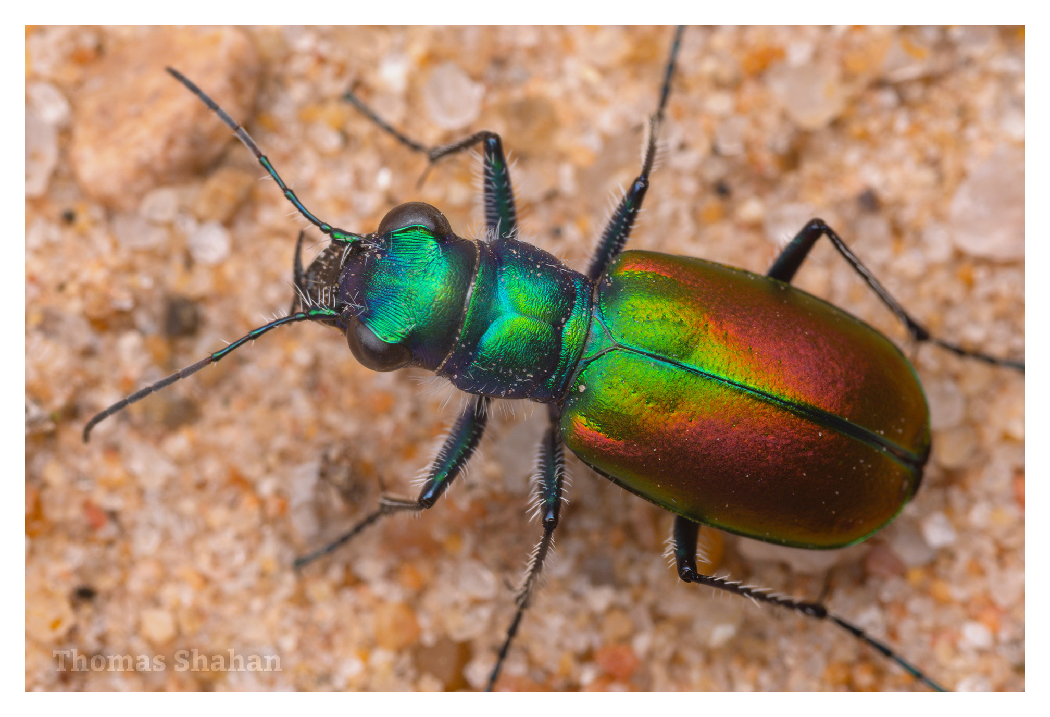 sample image of a green beetle taken with the ttartisan macro lens