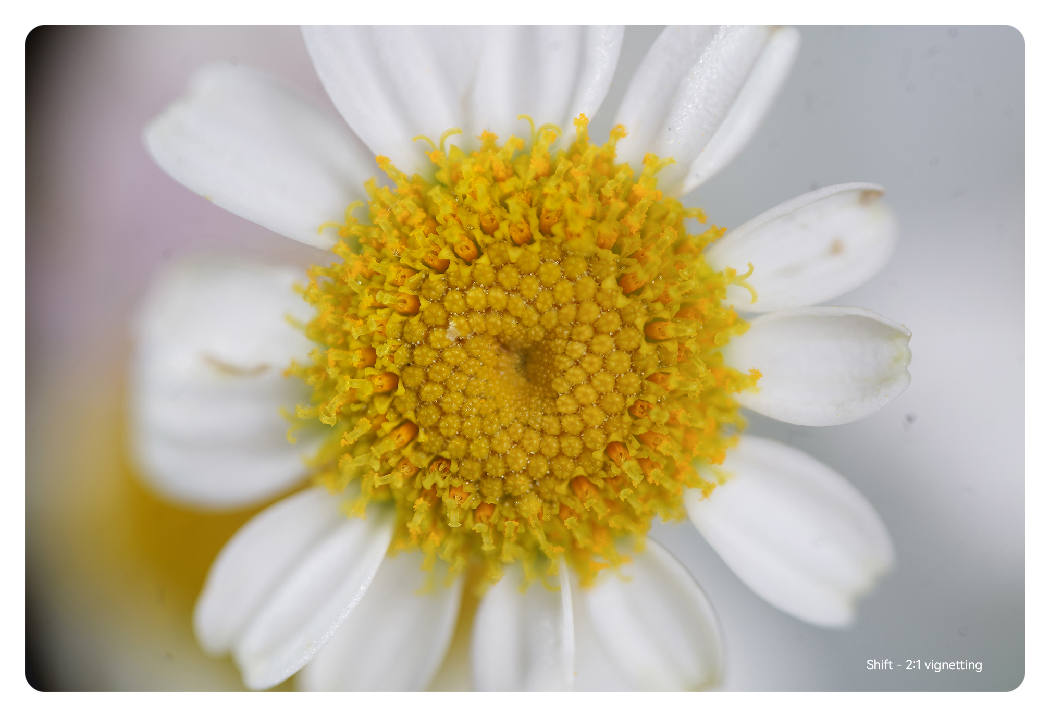 sample image of a flower taken with the ttartisan macro lens