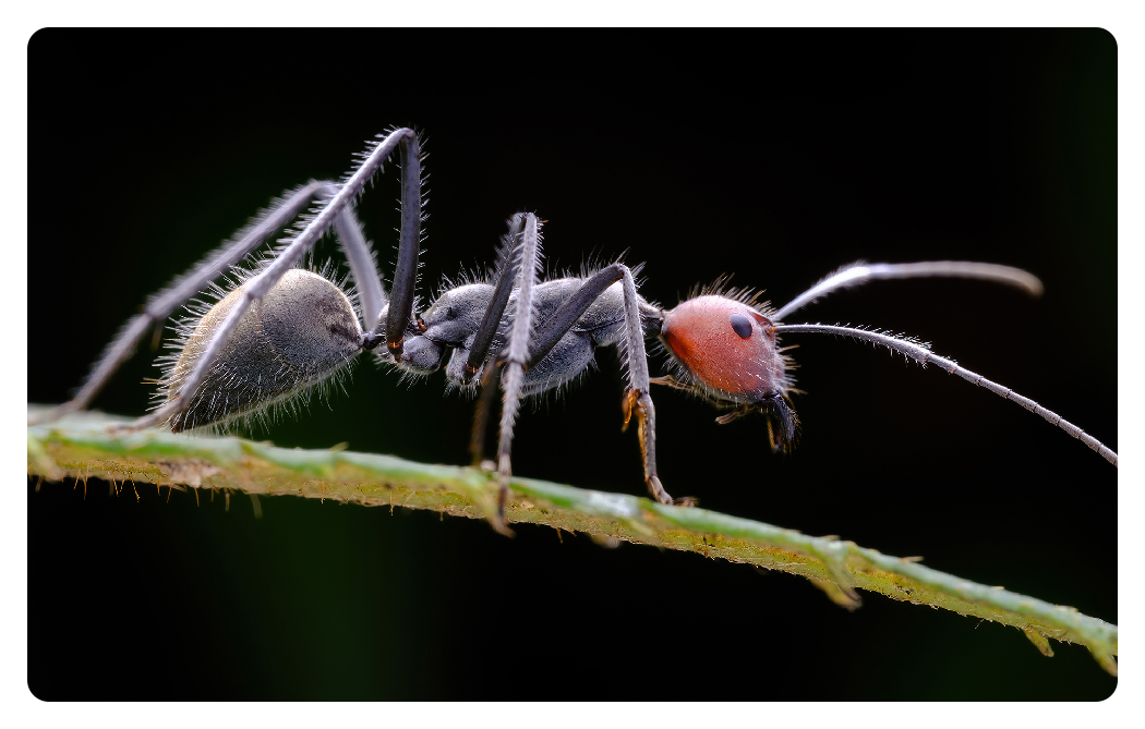 close up of ant taken using the ttartisan macro lens