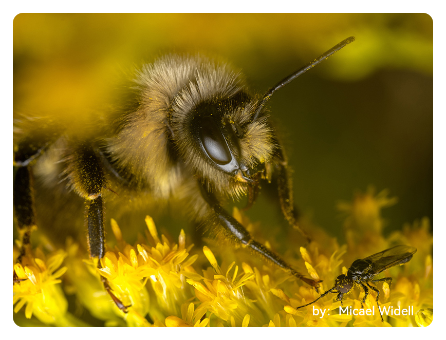 close up of a bee on a yellow flower taken with the ttartisan macro lens
