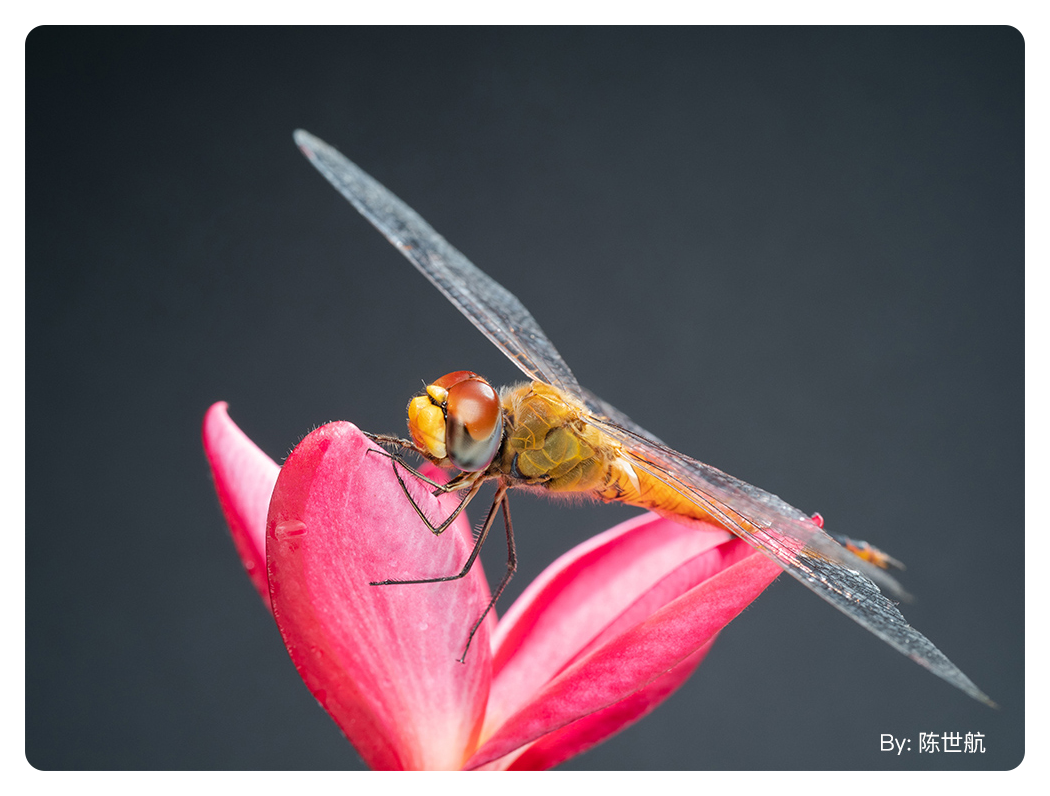 close up of a dragonfly on a flower taken with the ttartisan macro lens