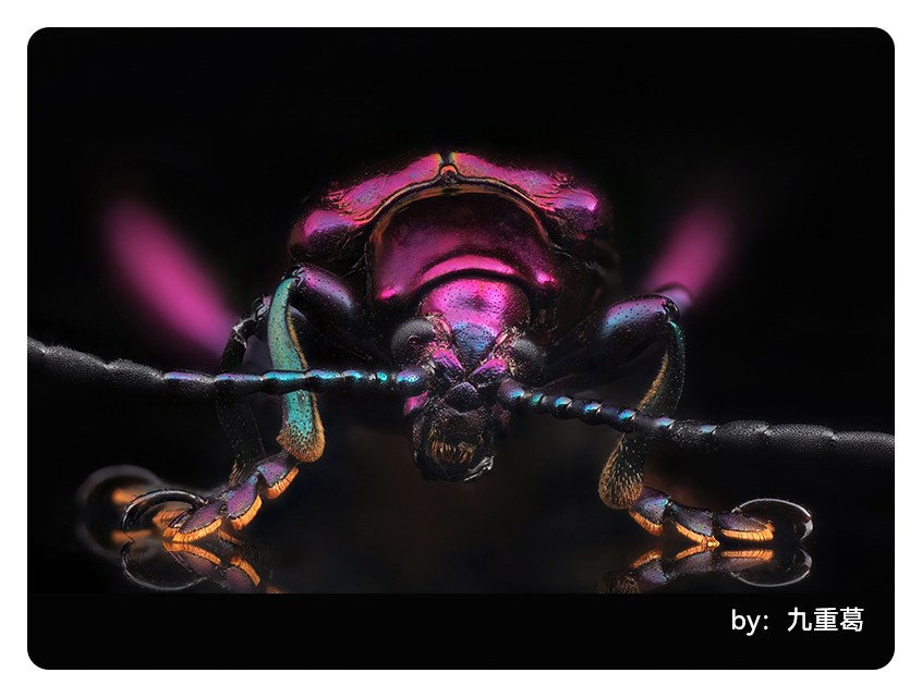 close up of a pink bettle taken with ttartisan macro lens