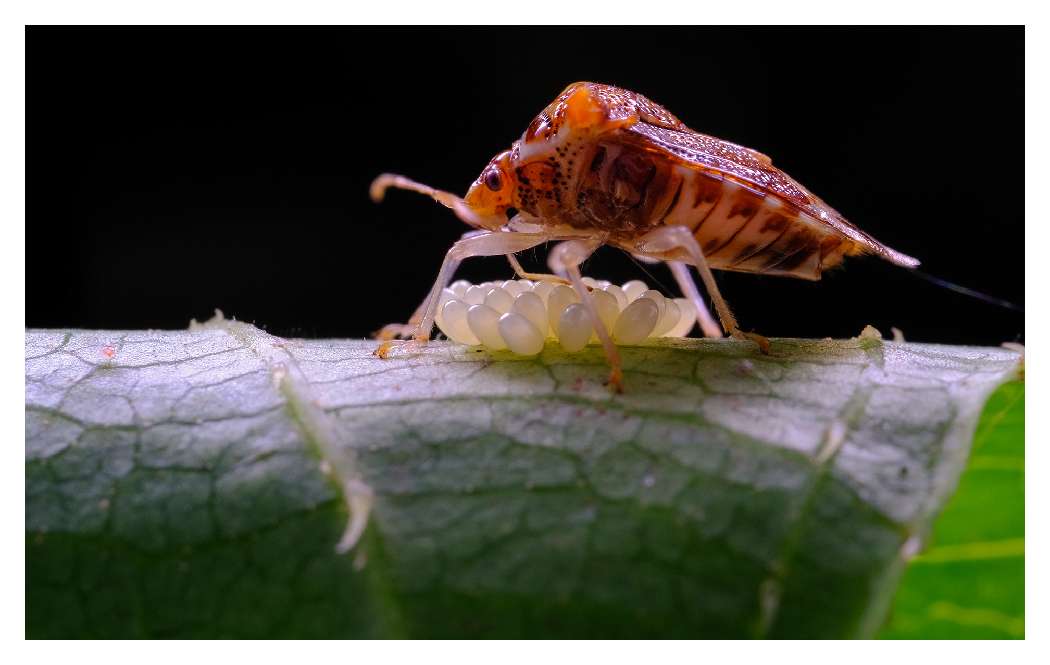 sample image of a small bug on a leaf taken with the ttartisan macro lens