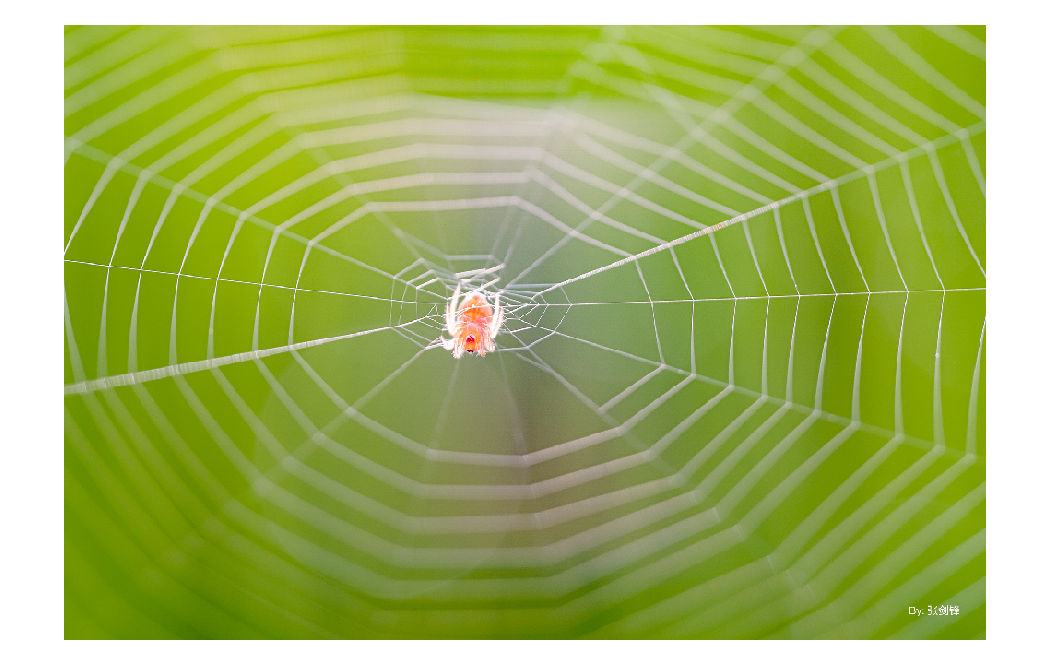 sample close up of a small bug caught in a web taken with the ttartisan macro lens