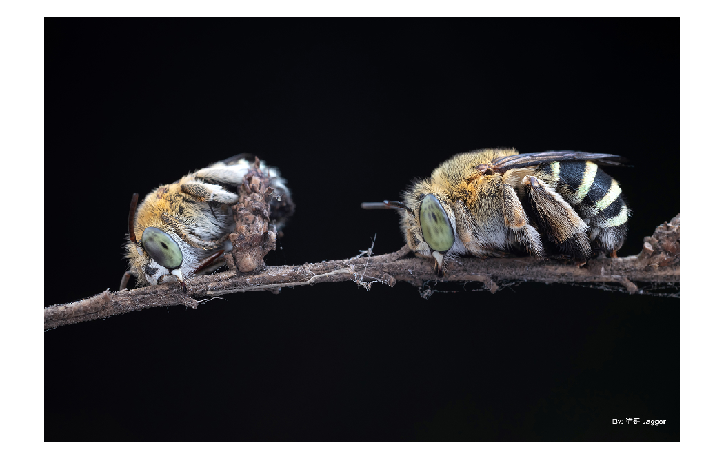 sample image of two 2 bugs on a stick on a black background taken with the ttartisan macro lens