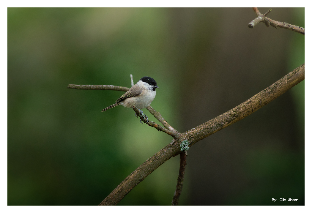 sample image of a small bird in a tree taken with the ttartisan telephoto lens