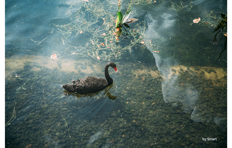 TTArtisan 50mm F2 sample photograph of black goose swimming along water with plant debris along side