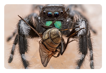 example photo of a spider taken with the 100mm F2.8 Macro X2 Lens