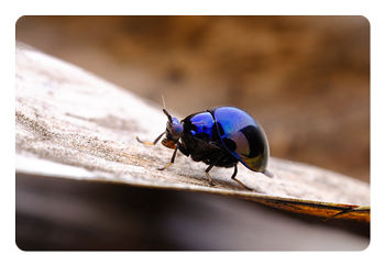 example photo of a blue beetle taken with the 100mm F2.8 Macro X2 Lens