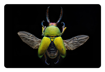 example photo of a green beetle on a black background taken with the 100mm F2.8 Macro X2 Lens
