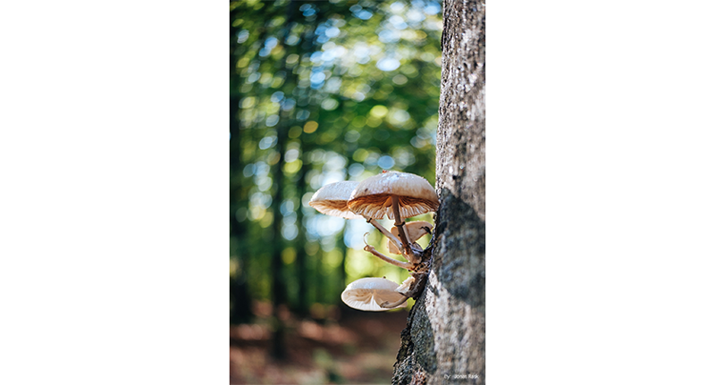sample macro photograph of mushrooms growing from tree trunk with forest in the background