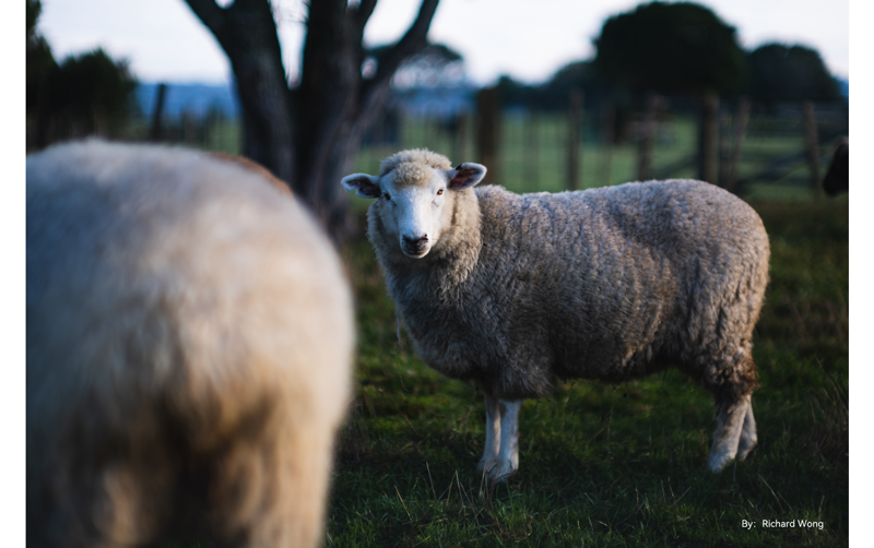 sample photograph of sheep standing in field with tree in background