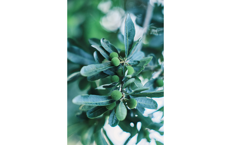 sample macro photograph of green fruits and leaves on tree branch