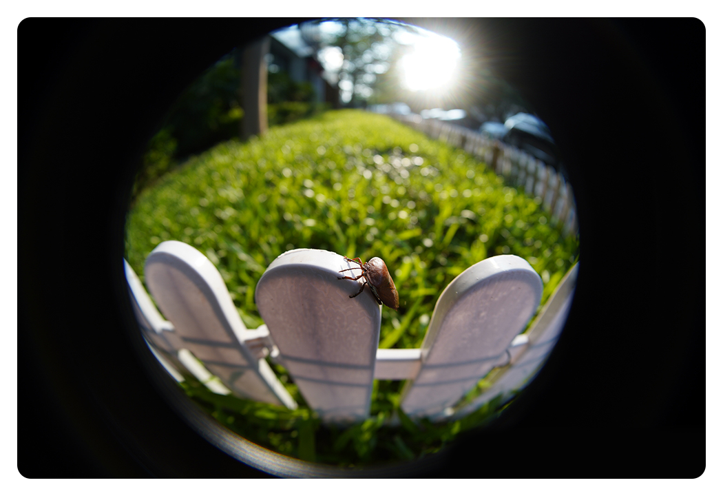 close up of a bug on a white fence taken with the ttartisan fisheye lens