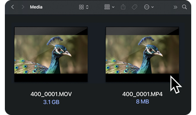 two video files with peacock preview images