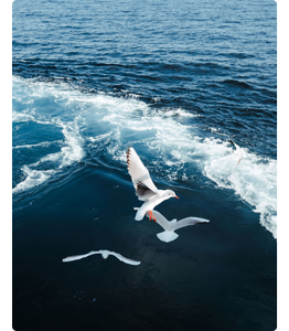photograph of 3 seagulls flying above open ocean waves following in boat wake