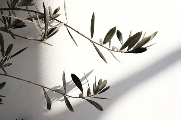 XF16mm f2.8 sample image on indoor tree branch contrasting against plain white wall draped in shadow from window frame