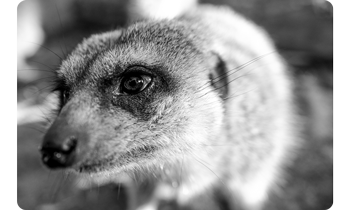 black and white close up image of meerkat 