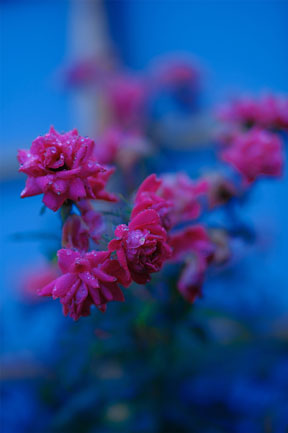 Yukio Uchida XF50mm Sample image of pink flowers covering in rain droplets with cool blue bokeh