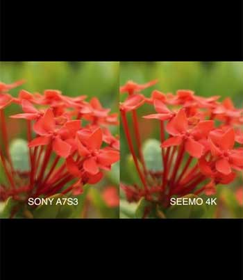 split screen video footage of red flowers