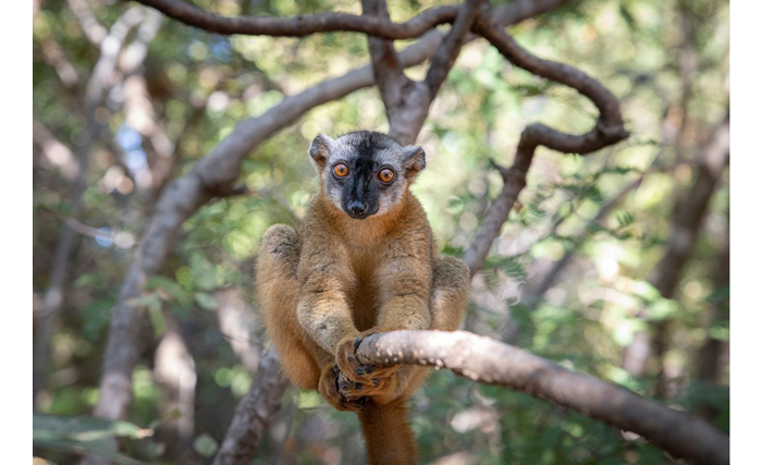 sample image lemur in a tree take with the canon rf 24