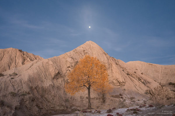 landscape photograph of a single tree with orange leaves infront of mountain peak and blue sky