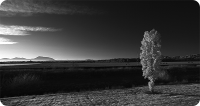 greyscale sample image of a tree ina field taken with the PrimeX 22 motion capture camera