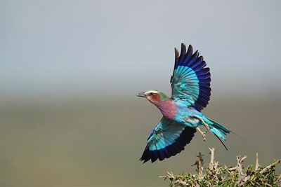 sample image of a bird in flight taken with the sony a9 iii