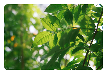 sample photo of leaves in the sun taken with the TTArtisan 35mm lens