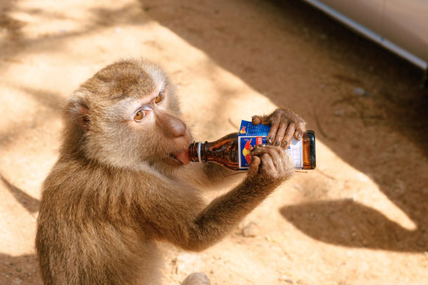 sample image of a monkey drinking a red bull taken using the ttartisan af lens