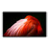 Thumbnail 1 : Apple 32" Pro Display XDR with Nano-texture Glass